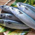 Frozen Fish Bqf Pacific Mackerel 500 600g Qs